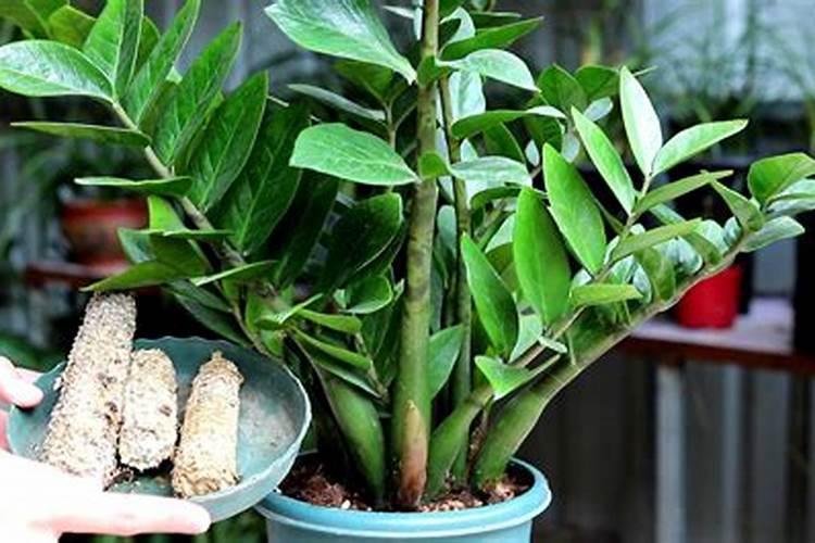 金钱树需要多久浇一次水,施一次肥？