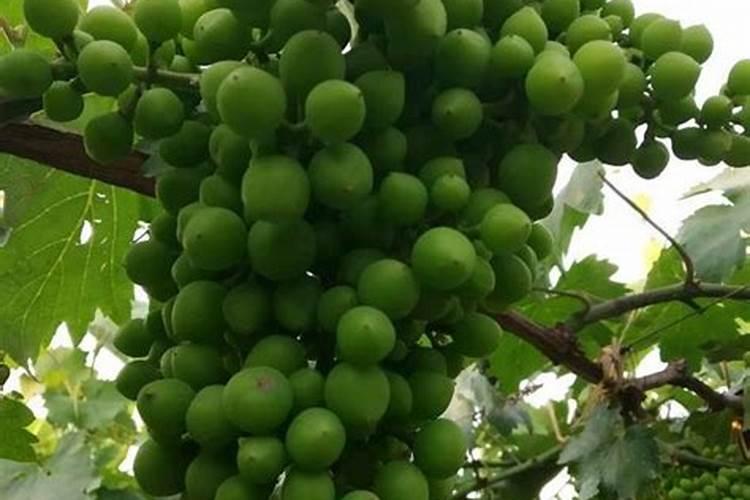 葡萄中后期还可以喷施芸苔素内酯吗