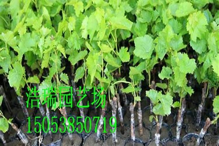 葡萄幼树怎么施肥最好？