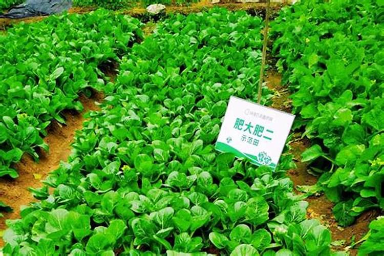 菜地里的菜老是烂怎么办