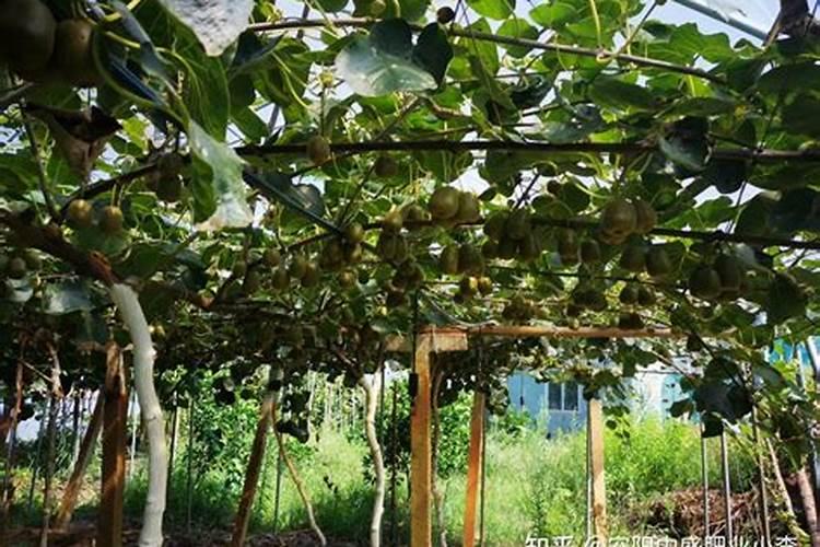 猕猴桃转色期上什么肥料