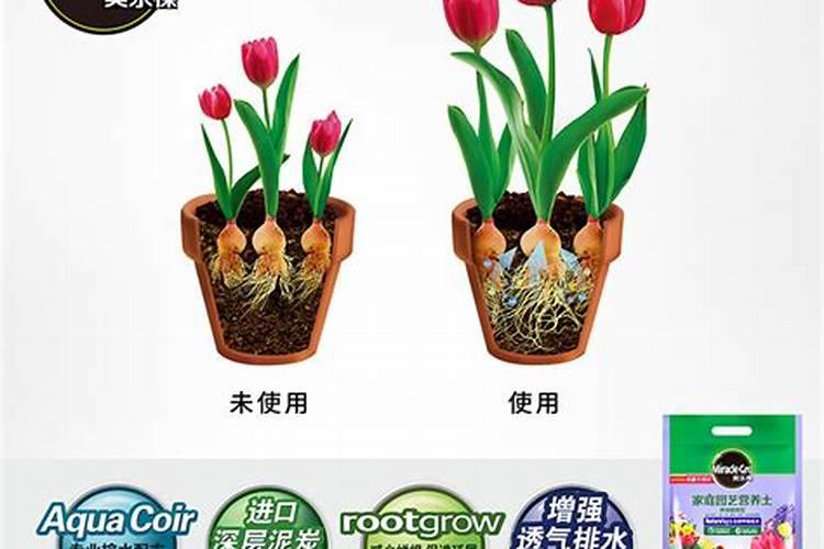 建议大家,今年冬天养这4样“种球花”,水培不到30天就能开花