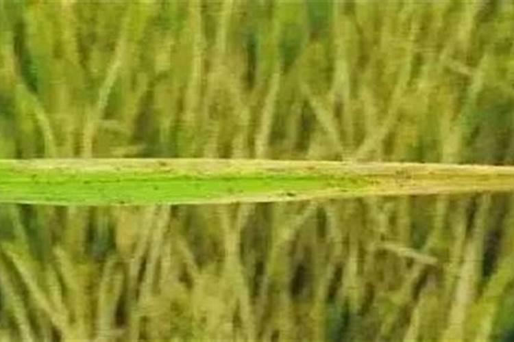 水稻缺氮叶片症状