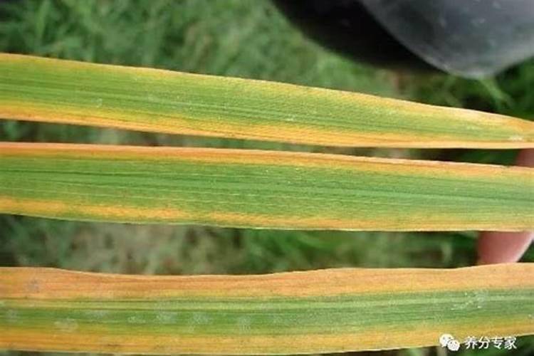 土地越肥沃越好吗