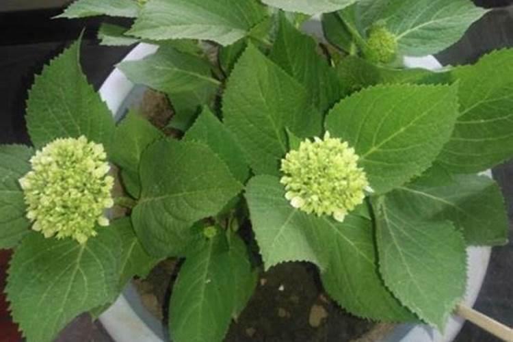 绣球花怎么施肥