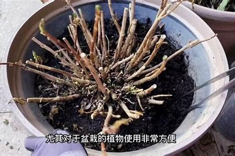 绣球花施什么肥