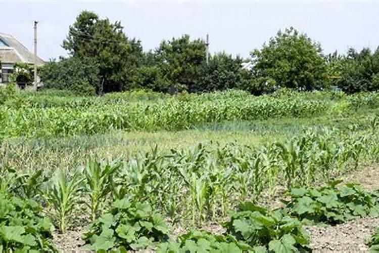 马蹄苗使用绿叶新地篮叶加芸苔素喷可以防马蹄病吗