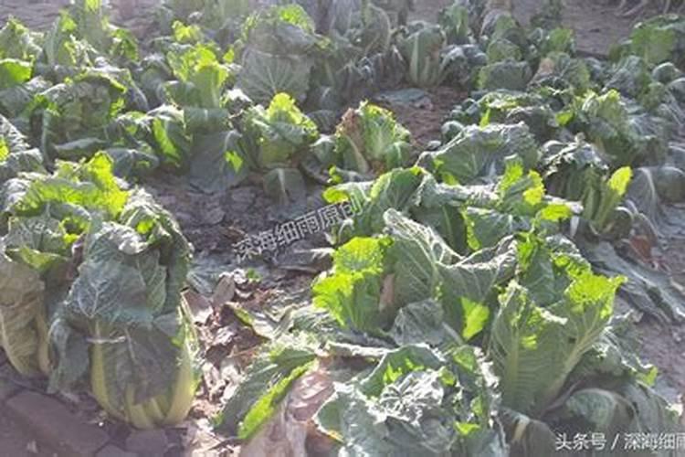 大白菜怎样施肥要点与技术