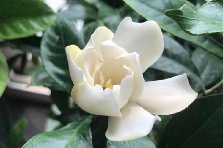 栀子花到了花期不开花的原因,怎么促使开花