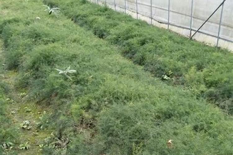 天冬种植单行好还是双行好