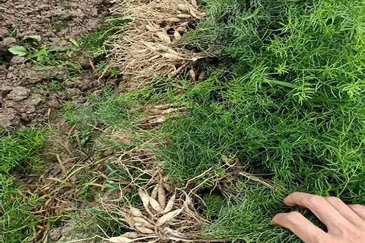 天冬适合种在果树下面吗？