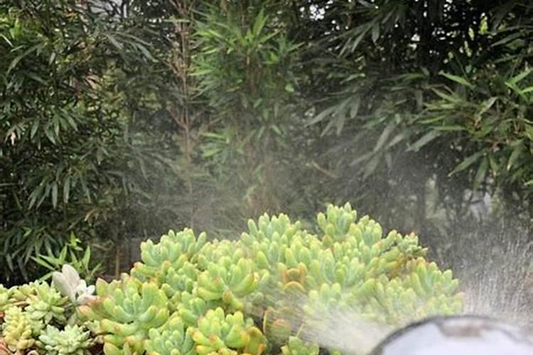 夏天能给花施肥吗