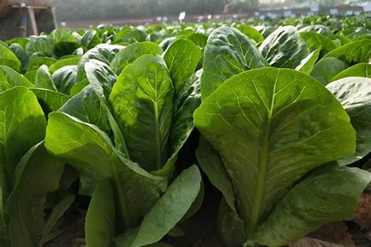 生菜肥料施用的技巧