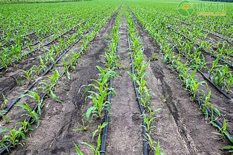 玉米出穗还可追尿素和氯化钾吗