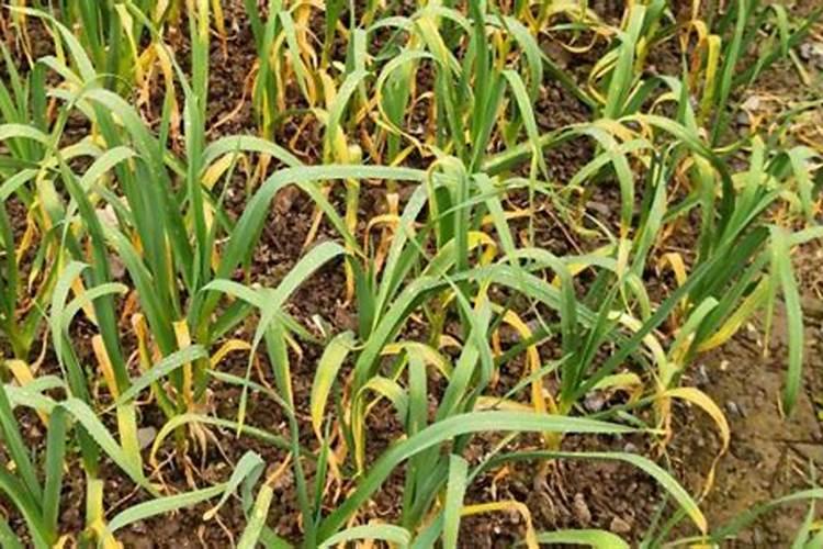 蓝莓苔藓苗种植后我用肥了怎么办？