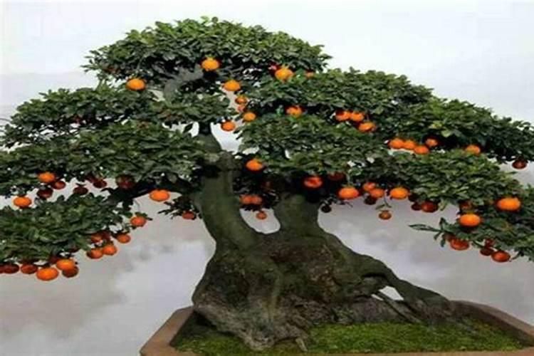 磷酸二氢钾可以和花多多2号一起使用吗？