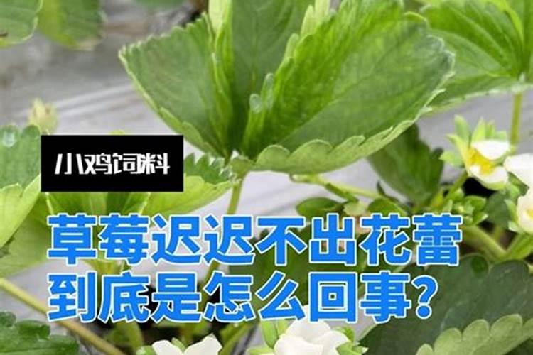 盆栽嘉宝果用什么叶面肥？