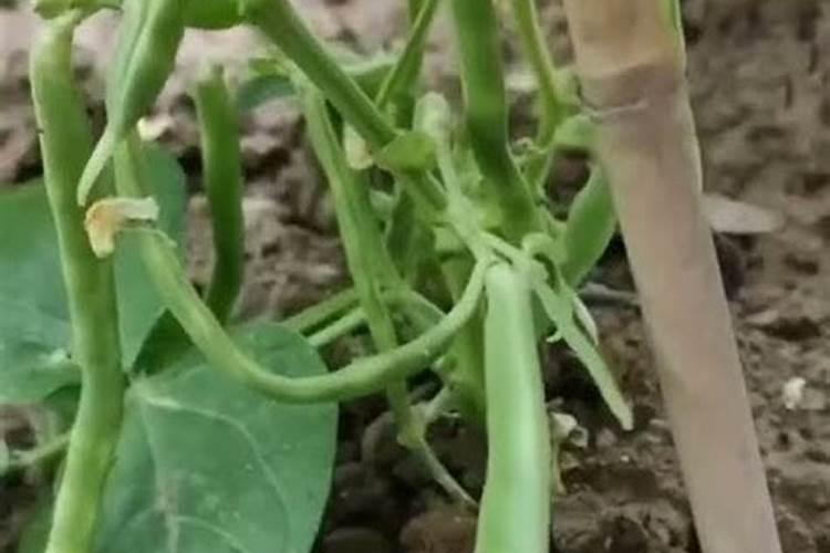 豆角什么时候追肥合适