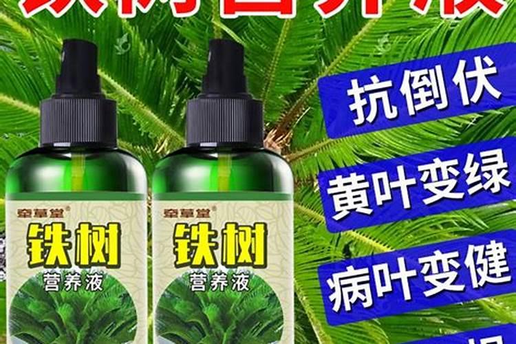 铁树用什么肥料