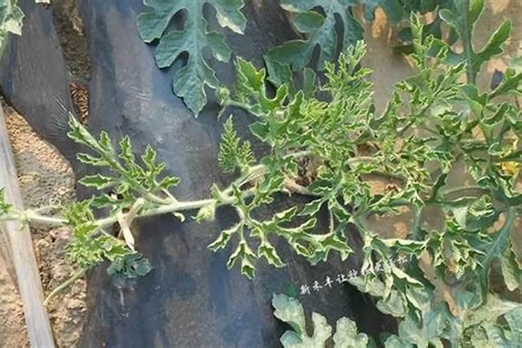 西瓜苗用什么叶面肥会比较不错