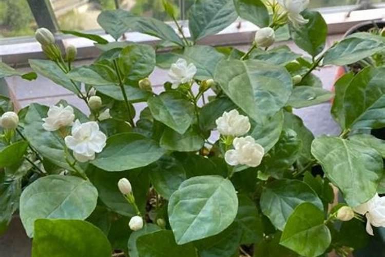 茉莉花四季怎么施肥