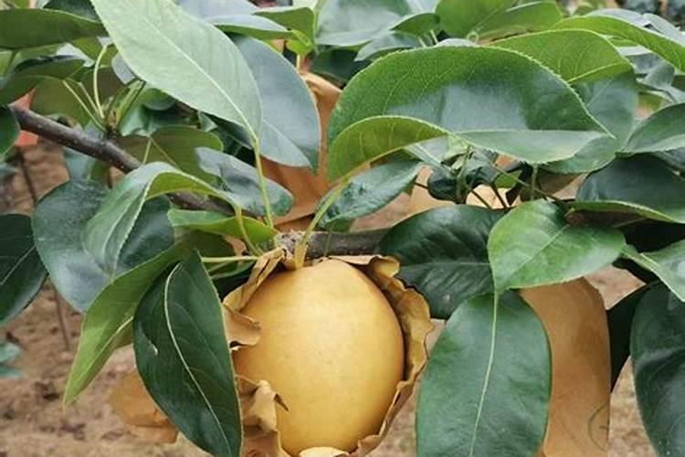 黄豆喜欢什么肥料
