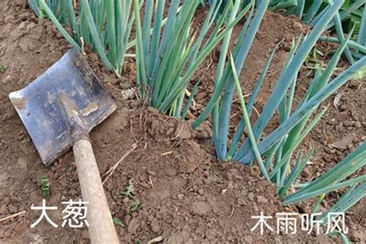 小葱用什么肥料最好