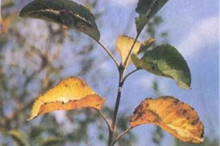 苹果树种植不同时期怎么施肥 苹果树施肥技巧