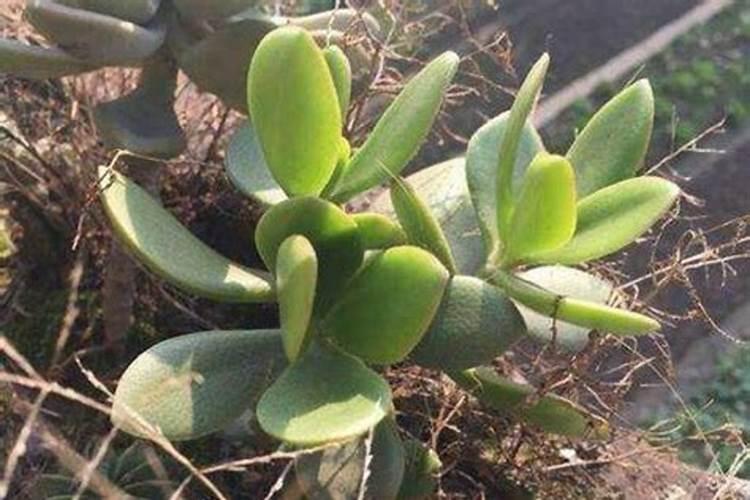 玉树叶子发黄发软怎么补救