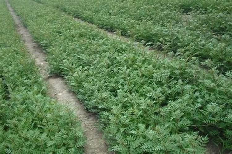 花椒用什么肥料好？