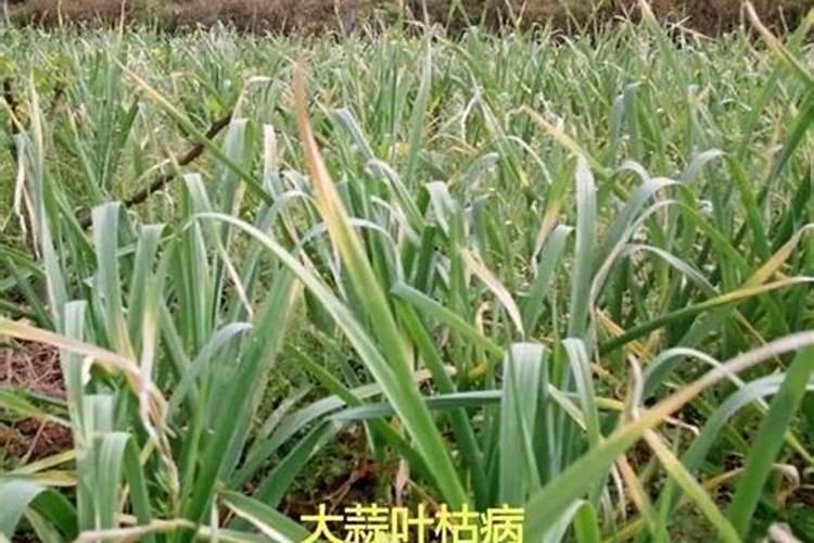 大蒜叶子发黄怎么回事