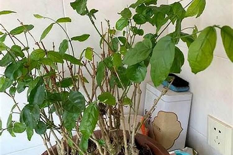 茉莉花的叶子起皱皱