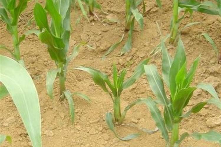 玉米出苗多久才能施肥