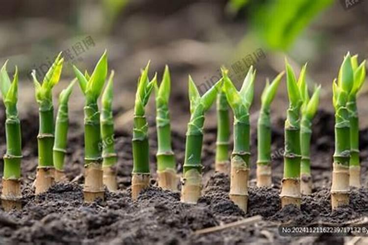 毛竹应该什么时候施肥 毛竹什么时候施肥最好