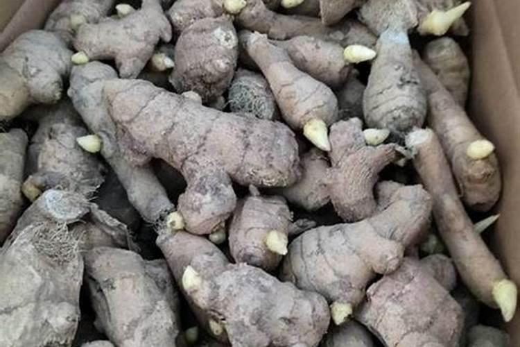 冲施水溶肥几天见效