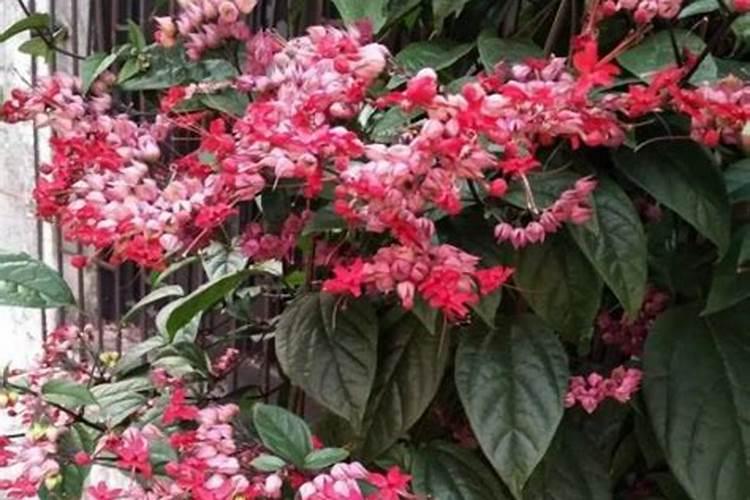 龙吐珠开花时能施肥吗