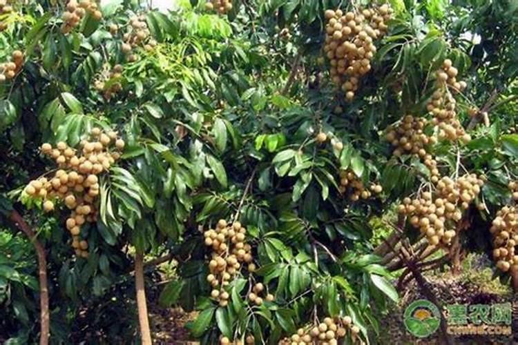 种植高产龙眼应该怎么施肥 龙眼施肥方法总结