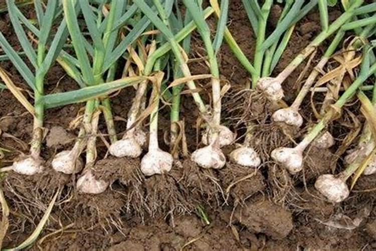 种大蒜需要什么肥料最好