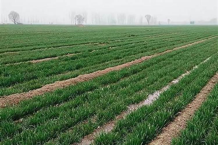 种青菜如何正确施肥