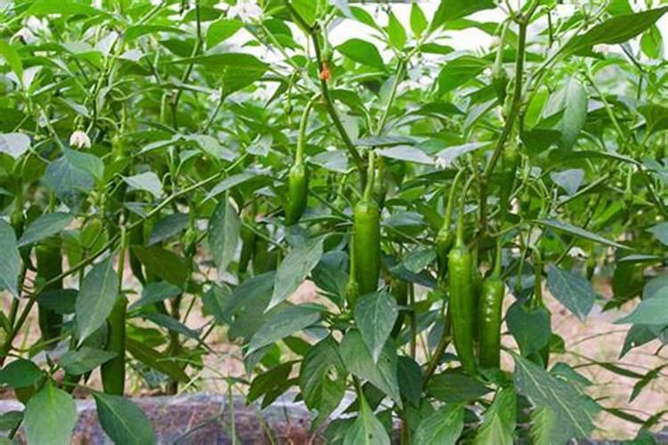 辣椒苗喷什么生根快