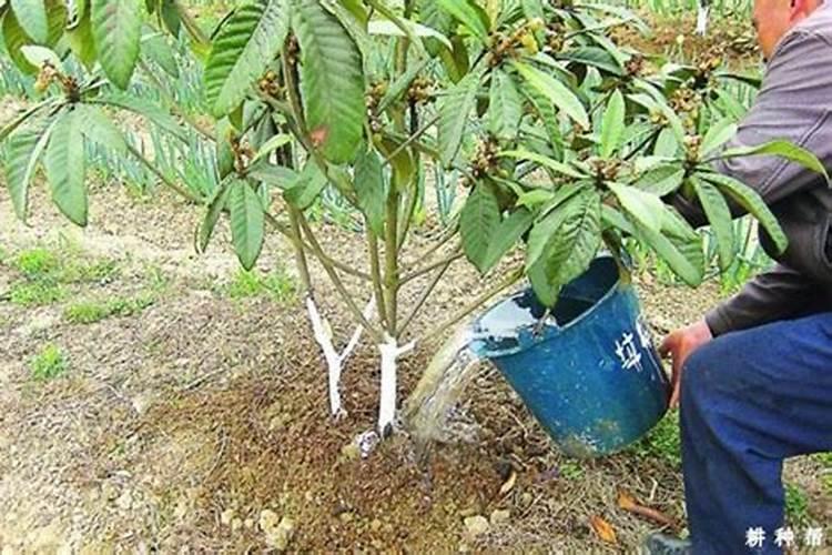 使用有机肥的好处是什么？