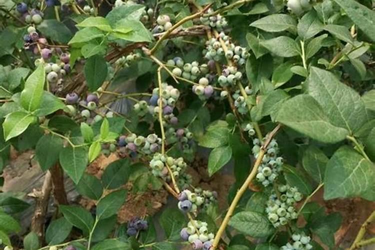 蓝莓施肥方法及注意事项有哪些蓝莓施肥方法及注意事项