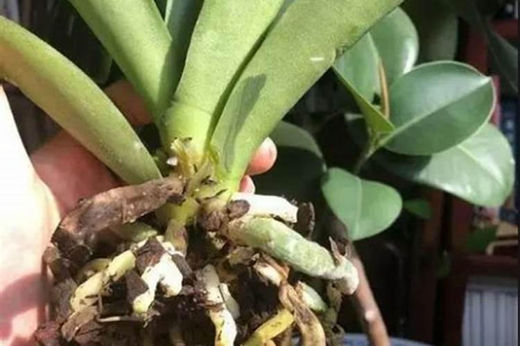 蝴蝶兰换盆多久可以用磷酸二氢钾擦拭叶片？