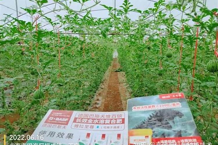 西瓜早衰的原因是什么 应该怎么解决