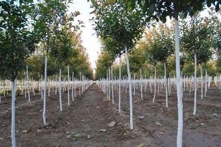 叶面肥早上打好还是下午打好