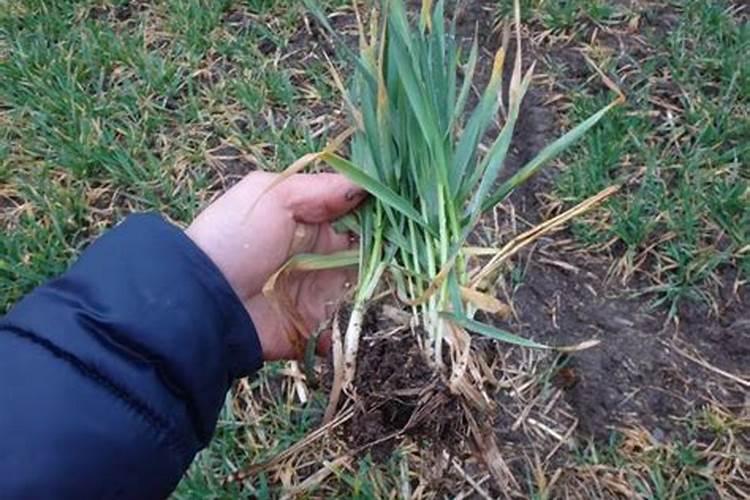 复硝酚钠可以与大量多元素叶面肥合用吗？