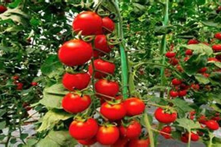 给花上黄豆肥多久一次 “黄豆肥施用频率及注意事项”