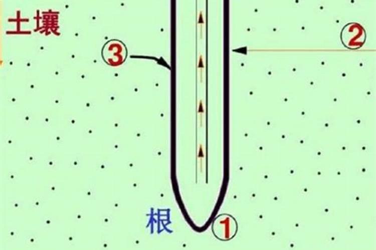 夏播黄豆多久施肥