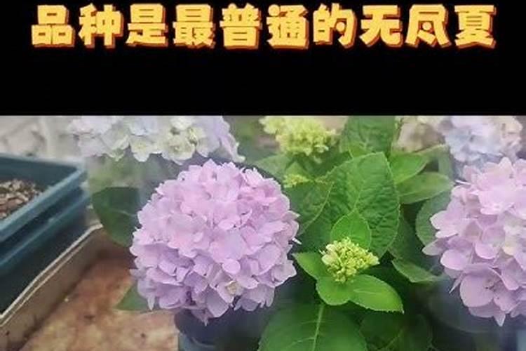 绣球调蓝剂跟氮肥冲突吗