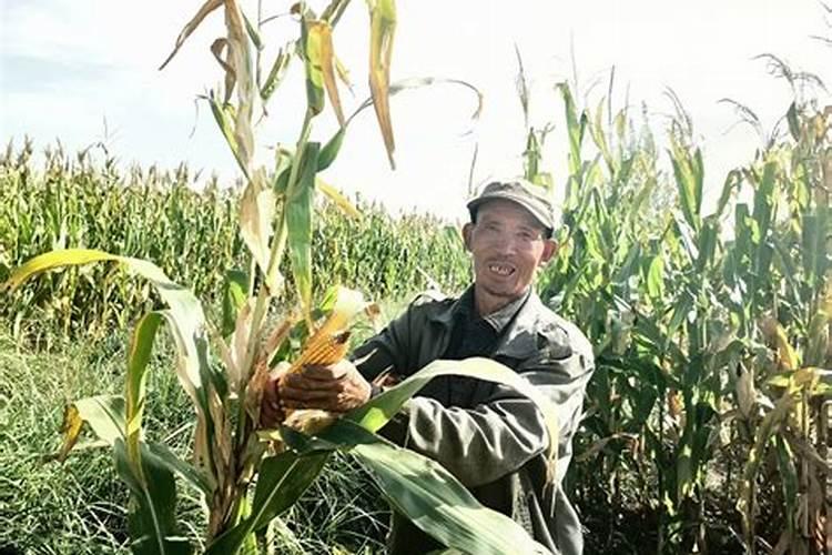 玉米灌浆期打什么叶面肥好